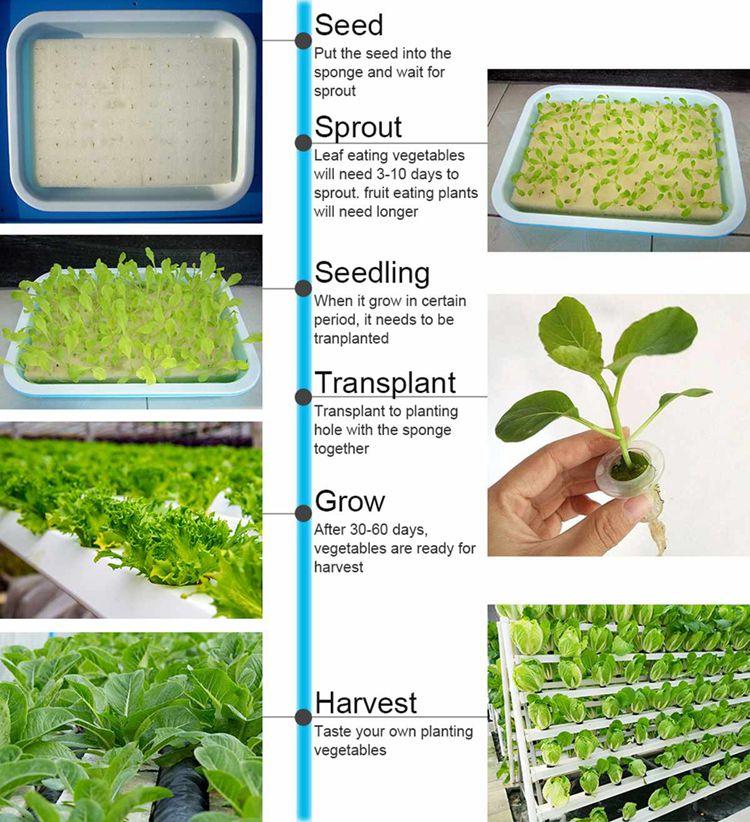 Sprout Growing Trays Plastic Plant Trays Wholesale MARSHINE (China