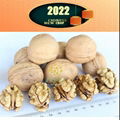 Extra Light Walnuts Kernels      Walnut Meat Manufacturer        