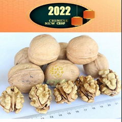 Extra Light Walnuts Kernels      Walnut Meat Manufacturer        