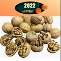 33 Walnut Inshell      Sansan walnut        2