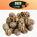 XingFu Walnut Inshell      China Shelled Walnuts Manufacturers     1