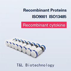 Recombinant Human IL-21 Protein
