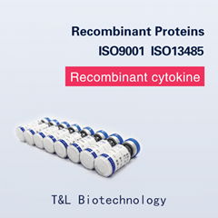 Recombinant Human VEGF165 Protein