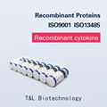 Recombinant Human bFGF Protein