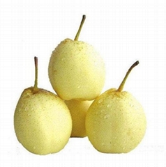 Chinese Ya Pear