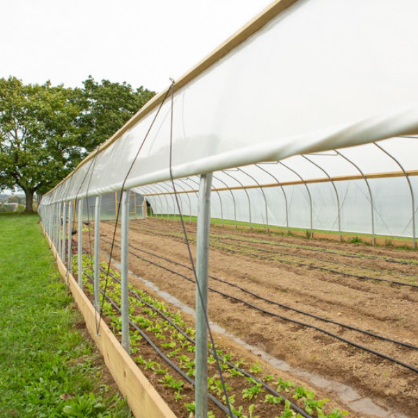 Agriculture commercial tunnel plastic film greenhouse for Vegetable 4