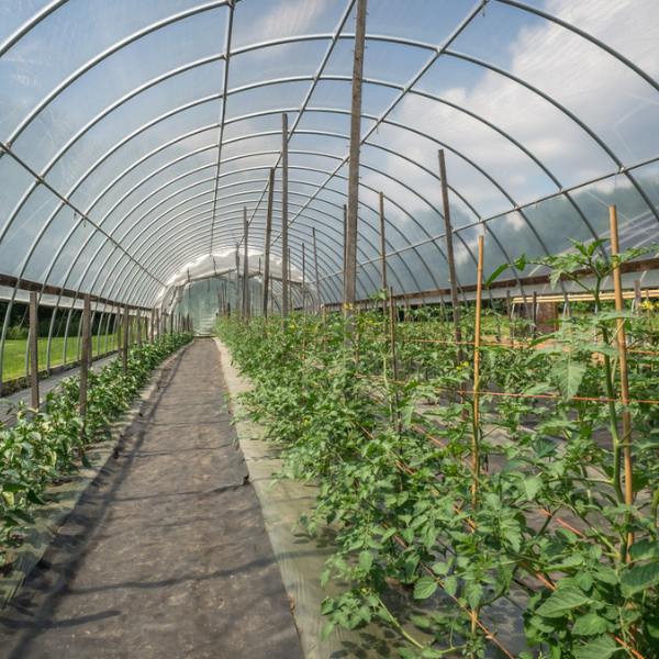 Agriculture commercial tunnel plastic film greenhouse for Vegetable 5
