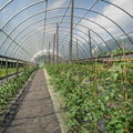 Longxing greenhouse film 5