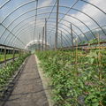 Greenhouse Film Agricultural Multi Span