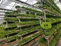 A hydroponic cultivation 2