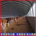 养牛舍大棚搭建 养牛大棚施工规划 肉牛养殖大棚安装
