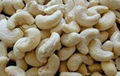 Best Price For Raw Cashew Nut Wholesale Raw Cashew Nut W180  1