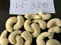 Best Price For Raw Cashew Nut Wholesale Raw Cashew Nut W180  2