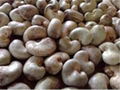 RCN/Raw Cashew Nuts/Cashew Nut 2022