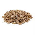 Cumin Seeds 1