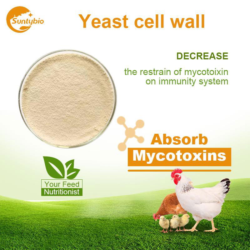 Yeast Cell Wall