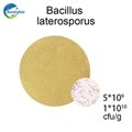 Bacillus Laterosporus