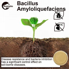  Bacillus Amyloliquefaciens