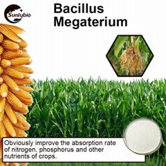  Bacillus Megatherium