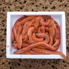 Living lugworms Living baits sea fishing