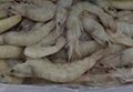 厄瓜多尔白虾进口清关代理公司