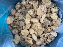 Gum Asafoetida (ferula asafoetida)