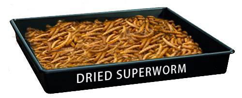 Dried Mealworms 2