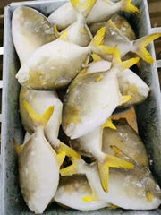 Frozen Golden Pompano