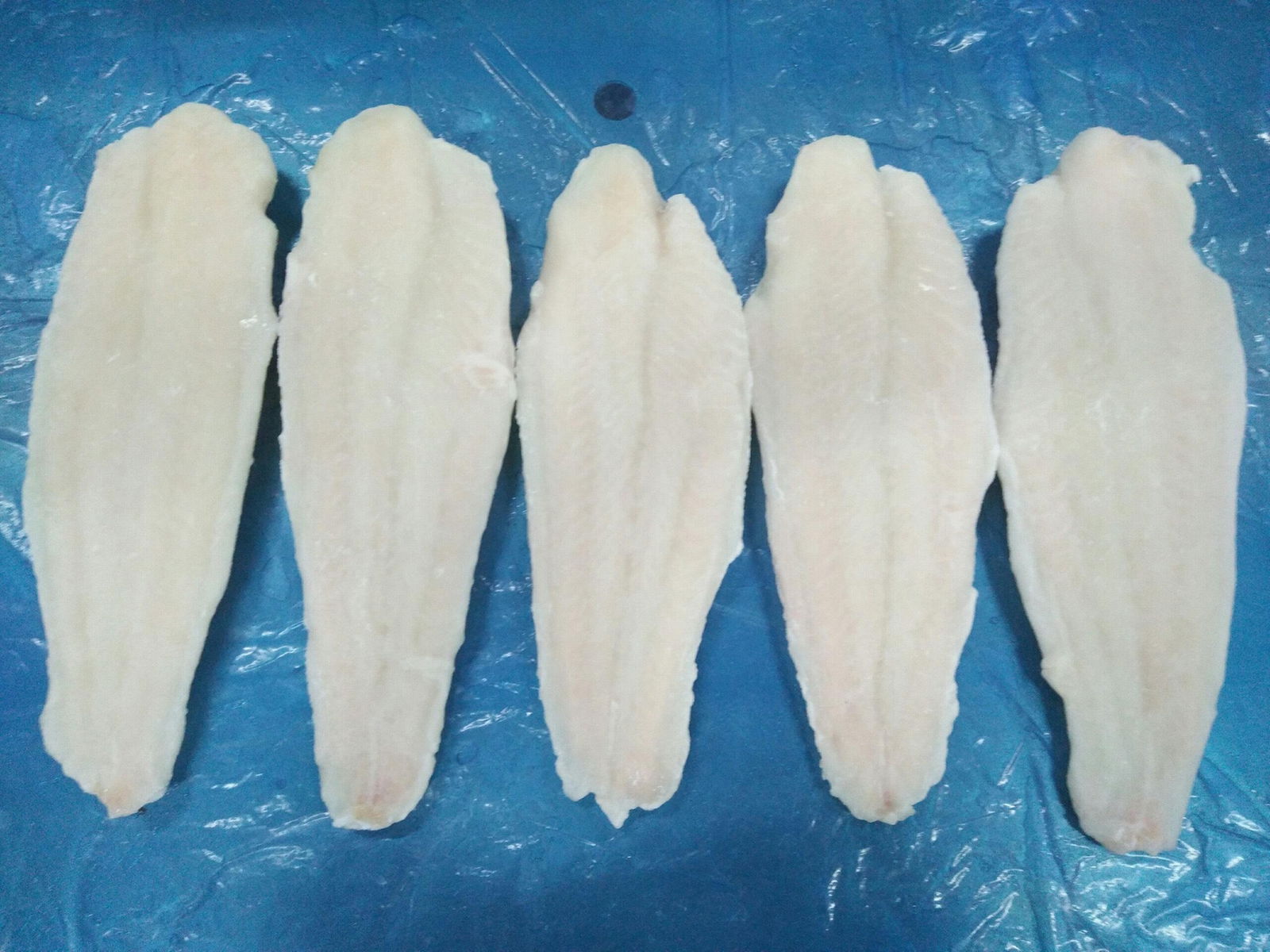 Frozen Pangasius Fillet 