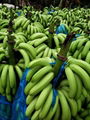 东南亚香蕉进口流程分享