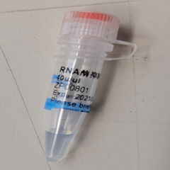 閃晶生物 RNA酶抑制劑 活性 pH 範圍寬廣 1000U/25ul