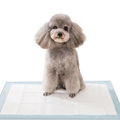 Wholesale Puppy Training Pads Dog Pee