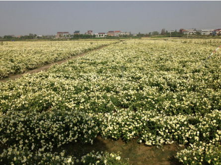 正宗杭白菊干花菊花茶葉搭配枸杞冷泡散裝 2