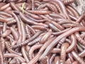Supply natural earthworm dried