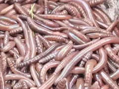 Supply natural earthworm dried (earthworm dried) 