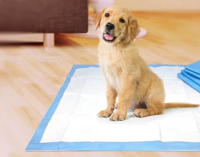 中國批發狗寵物訓練墊尿布寵物如廁訓練墊