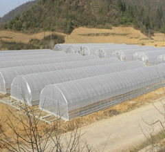 Tunnel greenhouse