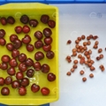 Desktop Cherry Kernel Removing Machine Cherry Pitting Machine 9