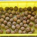 Desktop Cherry Kernel Removing Machine Cherry Pitting Machine 11