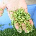 Automatic Okra Cucumber Lettuce Chopper Cutting Machine Leaf Vegetable Cutter 9