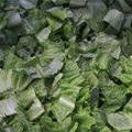 Hobbing Type Leaf Vegetable Spinach Cabbage Celery Cutter Cutting Machine 7