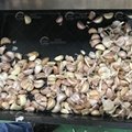 Garlic Separating Crusher Garlic Bulbs Breaking Machine