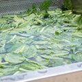  Fruit Cleaning Lettuce Cabbage Spinach Leaf Vegetable Washing Machine