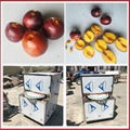 Automatic Apricot Pitting Machine Plum