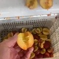 Olive Apple Peach Plum Apricot Avocados Pit Core Remover Cutting Machine