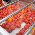 Industrial Orange Apple Tomato Cleaning Washing and Dewatering Production Line 2