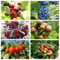 Fruit and Vegetable Sorting and Grading Machine  4