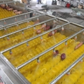 Brush Fruit Washer Ttomato Strawberry Orange Vegetable Fruit Washing Machine 4
