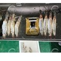 Commercial Shrimp Processing Machine Fresh Shrimp Back Open Cutting Machine