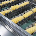 sweet corn cutter fruit washing machine sorting corn packaging processing line